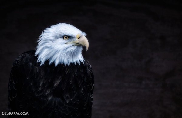  عکس عقاب برای تصویر زمینه