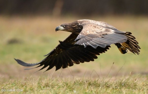  عکس عقاب برای تصویر زمینه