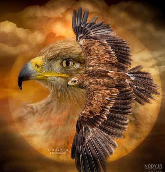 عکس عقاب طلایی واقعی