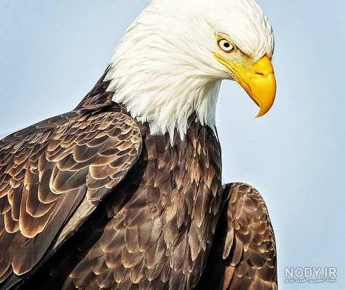عکس عقاب طلایی واقعی