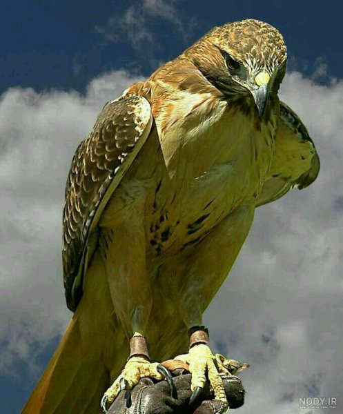  عکس عقاب طلایی برای پروفایل