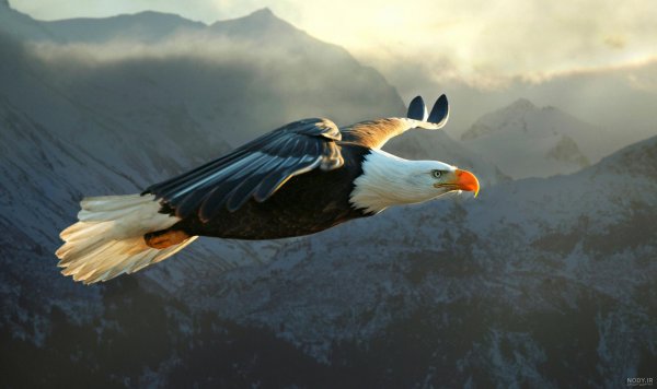  عکس عقاب طلایی برای پروفایل