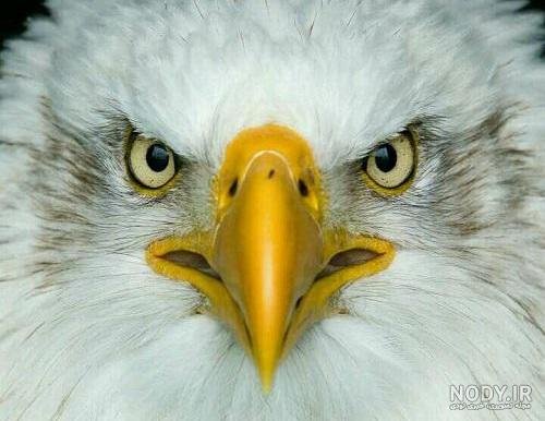  عکس عقاب طلایی برای پروفایل
