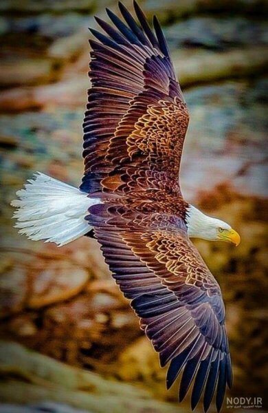  عکس عقاب طلایی برای پروفایل