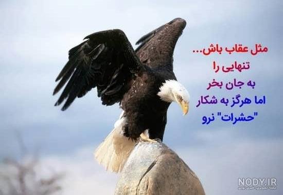  عکس عقاب طلایی برای پروفایل