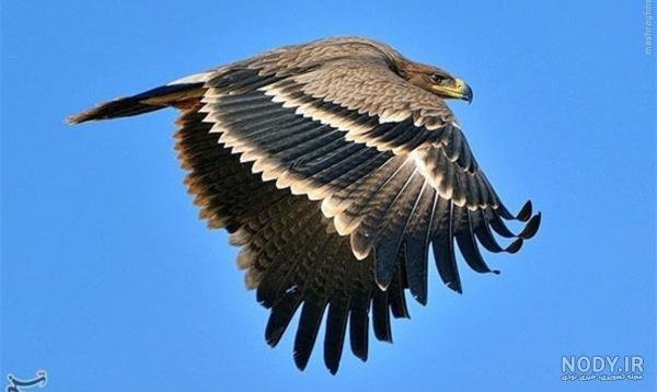 عکس عقاب طلایی واقعی