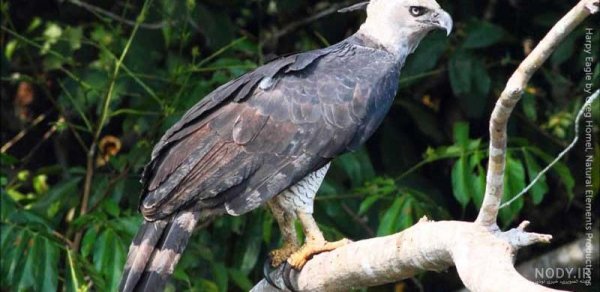 عکس عقاب وحشی برای پروفایل