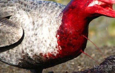 عکس عقاب برای پروفایل خفن