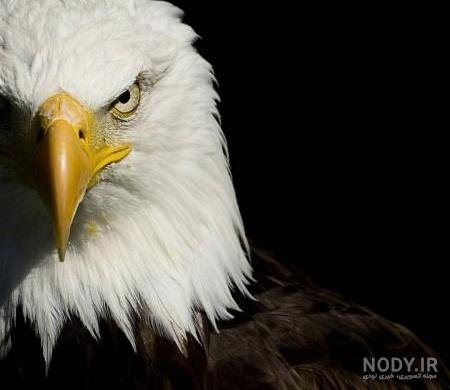 عکس عقاب برای پروفایل خفن
