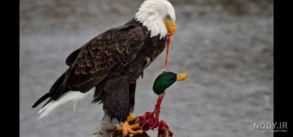 عکس عقاب برای پروفایل خفن