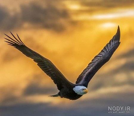 عکس عقاب برای پروفایل خفن