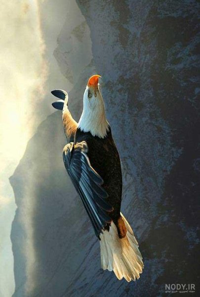  عکس عقاب وحشی برای پروفایل