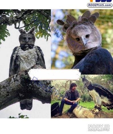  عکس عقاب وحشی برای پروفایل