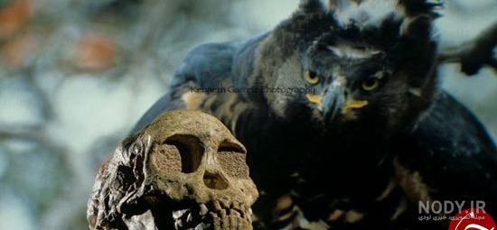  عکس عقاب وحشی برای پروفایل