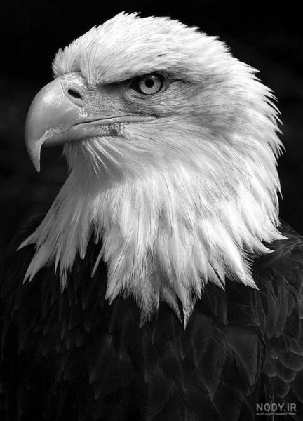 عکس عقاب برای پروفایل خفن