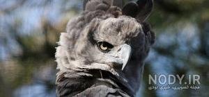  عکس عقاب وحشی برای پروفایل