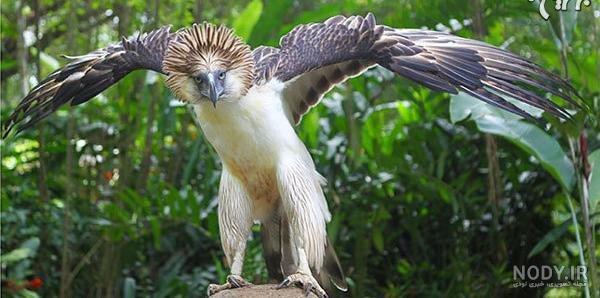 عکس عقاب برای پروفایل خفن