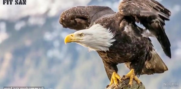 عکس عقاب برای پروفایل خفن