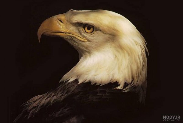 عکس عقاب برای پروفایل خفن