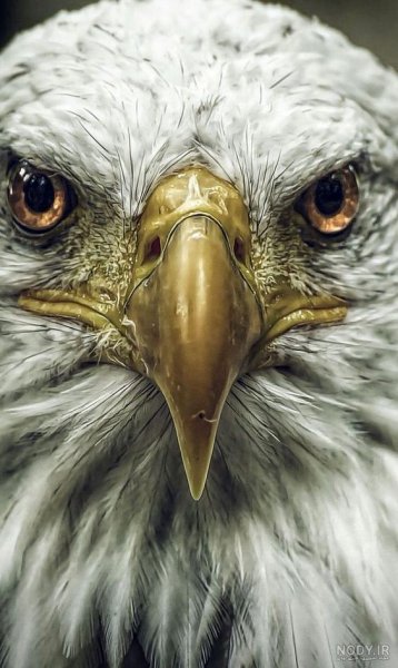 عکس عقاب برای پروفایل خفن