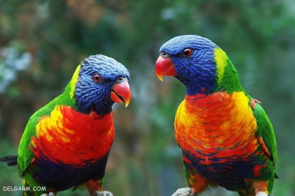 عکس طوطی خانگی