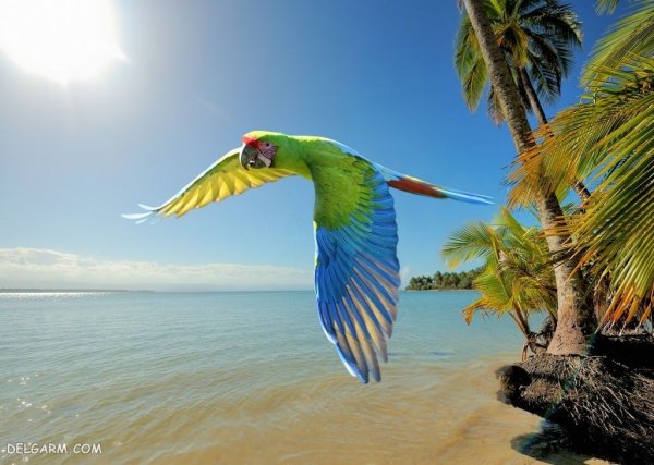  عکس طوطی خانگی