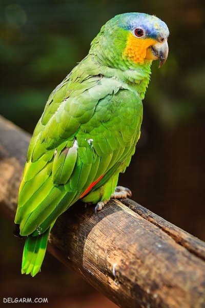  عکس طوطی خانگی