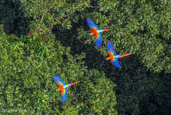  عکس طوطی خانگی