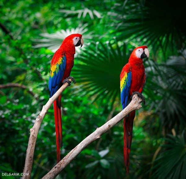  عکس طوطی خانگی