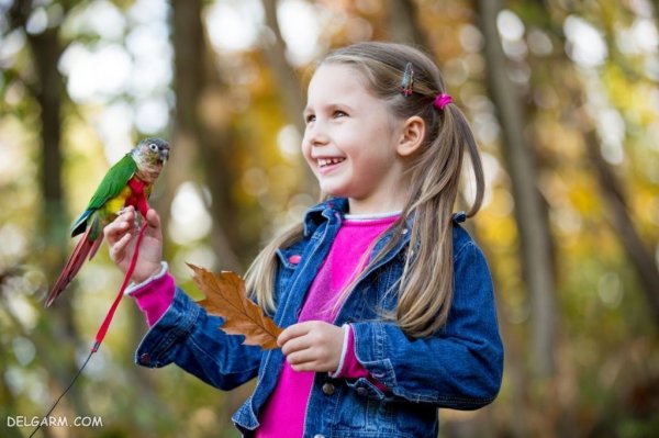  عکس طوطی خانگی