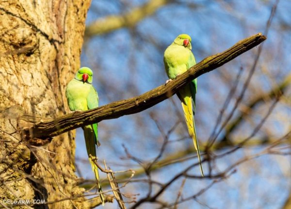  عکس طوطی خانگی