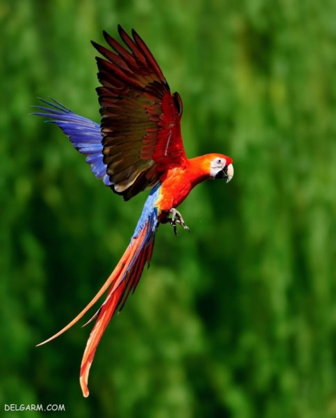  عکس طوطی خانگی