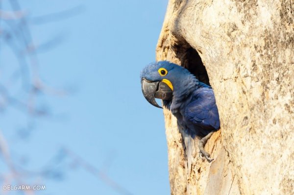  عکس طوطی خانگی