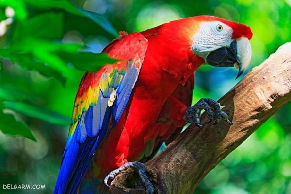  عکس طوطی خانگی