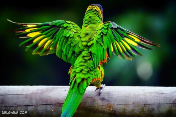  عکس طوطی خانگی