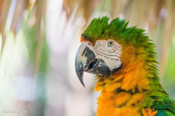  عکس طوطی خانگی