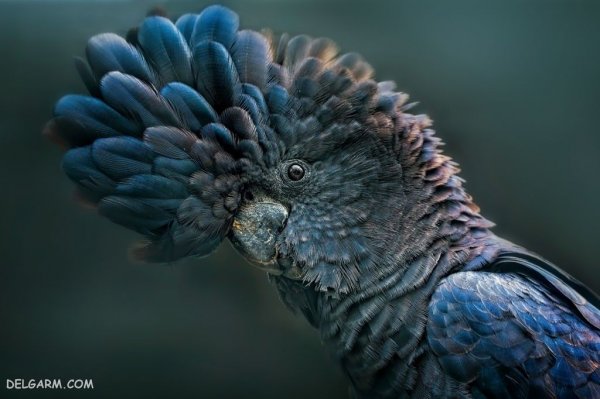  عکس طوطی خانگی