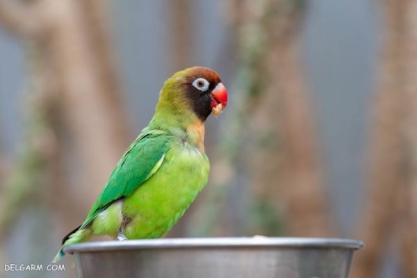  عکس طوطی خانگی