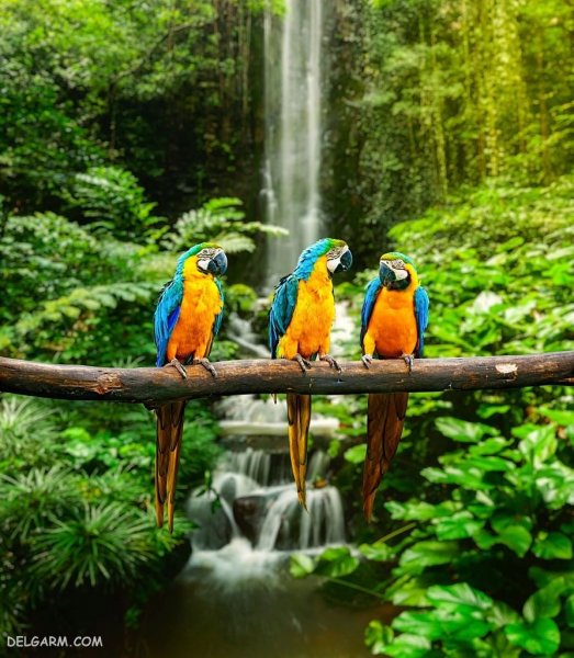  عکس طوطی خانگی