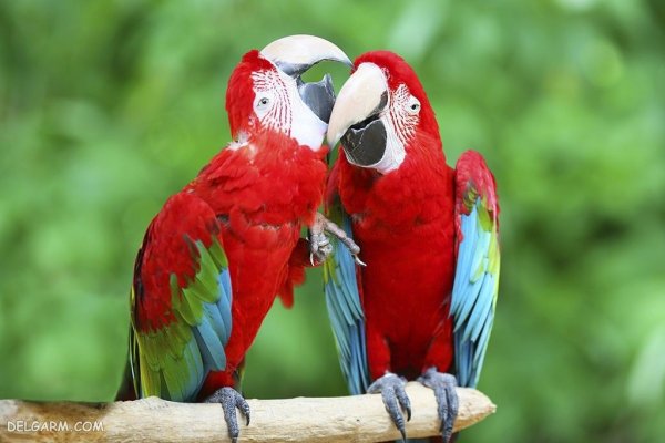  عکس بزرگترین طوطی جهان