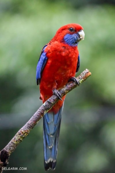  عکس بزرگترین طوطی جهان