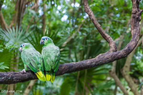  عکس بزرگترین طوطی جهان