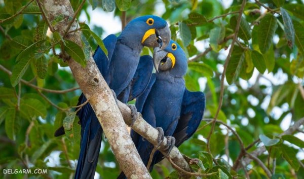  عکس بزرگترین طوطی جهان