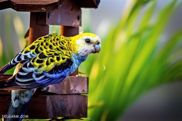  عکس بزرگترین طوطی جهان