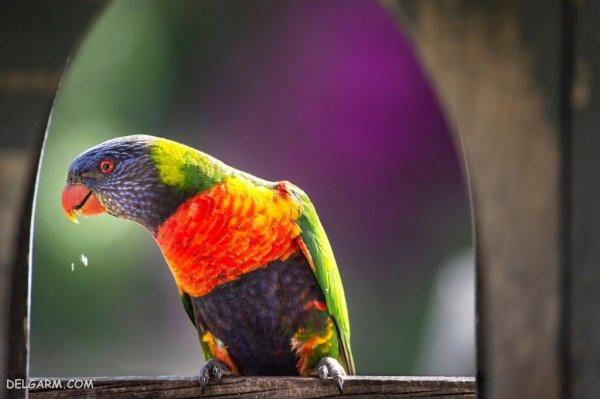  عکس بزرگترین طوطی جهان