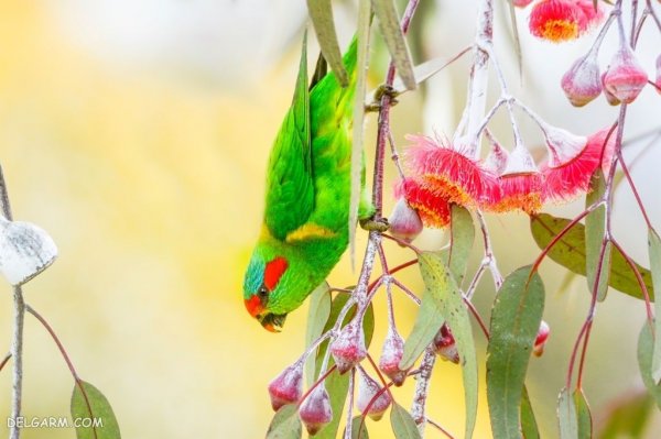  عکس بزرگترین طوطی جهان