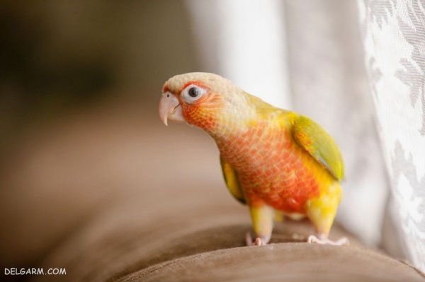  عکس بزرگترین طوطی جهان