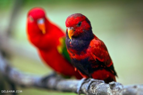  عکس بزرگترین طوطی جهان