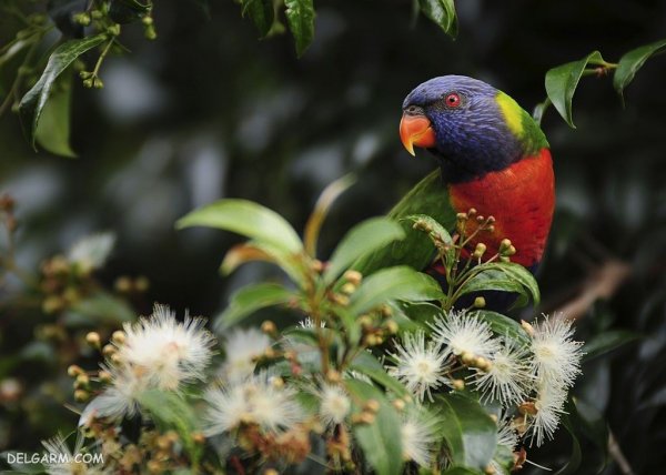  عکس بزرگترین طوطی جهان