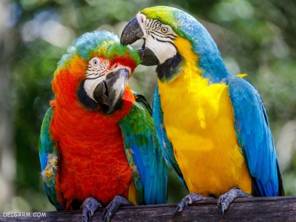  عکس بزرگترین طوطی جهان